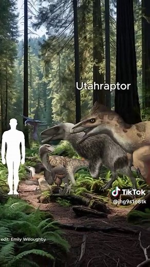 Raptors came in all shapes and sizes, each more fascinating than the last! 🦖 Starting with the small but agile Microraptor, this crow-sized dino had feathers and could glide between trees. Velociraptor was slightly larger at around 6 feet long, using its speed and curved claws for hunting. Moving up in size, Deinonychus reached 11 feet, making it a more powerful predator with a robust build. Achillobator was even bigger, measuring 16 feet and built for strength. Finally, Utahraptor was the larg