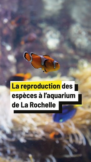 5.5K views · 69 reactions | Ils permettent aux poissons de se...