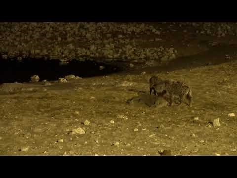 hyenas eating baby rhino