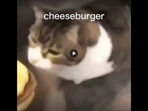 Kitty obtains cheeseburger #cheeseburger #cat #meme #cats #catmeme #burger #food #catlover #beesechurger