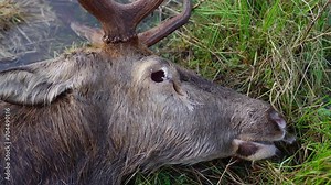Dead deer head in the wild. A deer killed by wolves in a forest meadow. 4k ProRes video.