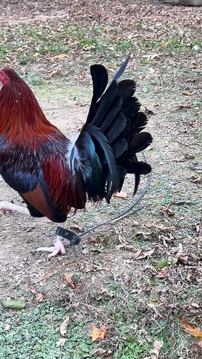 This is what the kelso look like as cocks . # gamefowl #gamefarm | Hawk Pride Game Farm