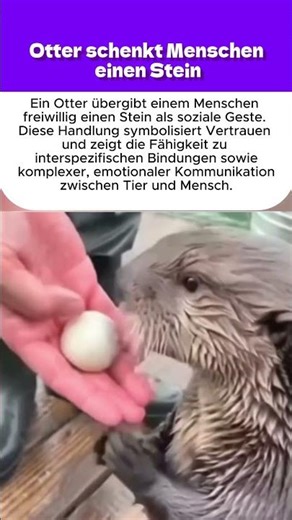 Otter schenkt Menschen einen Stein