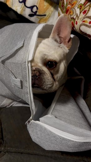 He does the most hilarious thing and I'm usually laughing so hard I forget to record it, but I need to start capturing these moments because they're just too funny! #frenchbulldog #bulldoglife #frenchiesofinstagram #tofuthefrenchie #frenchie #FrenchieAdventures #frenchbulldoglife #FrenchBulldogForever #FrenchBulldogFunny | George Asay