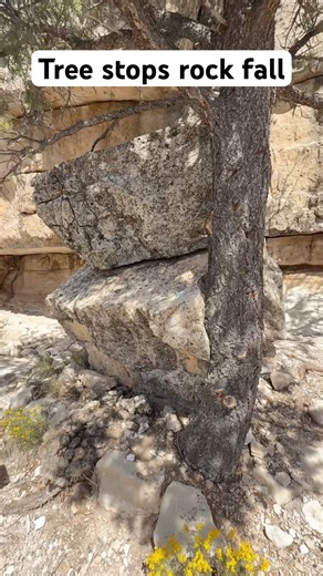 Pine Tree Saves Rock from Cliff Fall 🌲🪨 | Nature’s Unexpected Bond