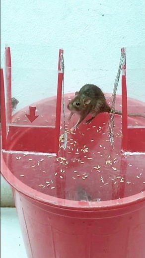 Best humane mouse trap easy to make at home #mousetrap #mouse #rat #animals