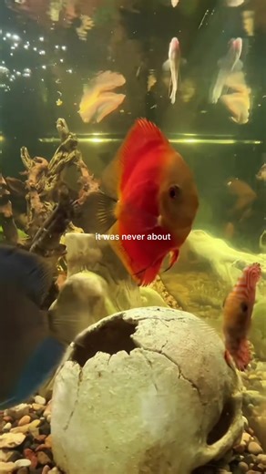 Relaxing Aquarium Scenes with Exotic Fish