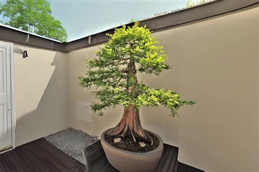 10 Bald Cypress Bonsai Tree Seeds: Ornamental Conifer (taxodium Distichum) - Etsy