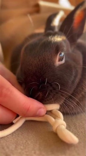Golden Hour Cuddles with My Velvet Mini Rex 🐇✨