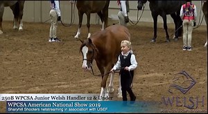 You may recognize Rollingwood's California Cookie as the hungry pony who stole our hearts last year at the WPCSA American National Show. Well, he's back and showing just how versatile the Welsh Pony & Cob Society of America ponies are! This breed can be found competing in nearly every discipline… hunters, dressage, combined driving, English and Western pleasure, and more! If you own, drive, or ride a Welsh Pony/Cob, leave us a comment down below! During the month of February we are highlighting 