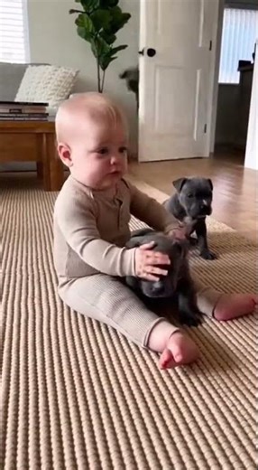 🐾 Baby vs Puppy… Mom Pitbull Ends It FAST 😤#pets #funny #cat #dog #animals