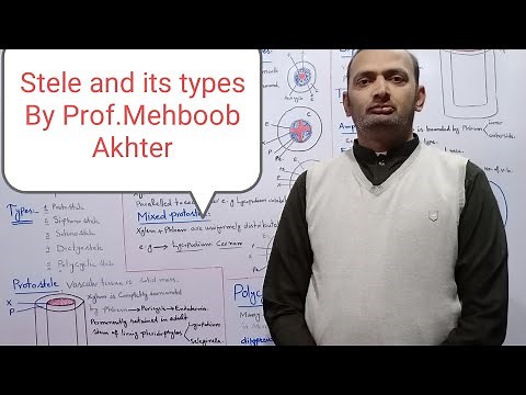 Stele and its types/Steller System in Pteridophytes.