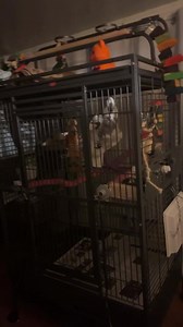 The birds are all so scared. | Parrot Playhouse