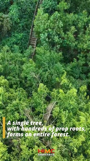 The "Asian Banyan King" in Hainan, China—a single, 728-year-old tree with hundreds of prop roots that has grown into an entire forest. Nature’s patience and power, carved in wood. Have you ever seen a tree that becomes a forest? #NaturalWonders #ChinaTravel #BanyanTree #AncientTree #NatureLovers #Hainan #UniqueDestinations | HiHainan