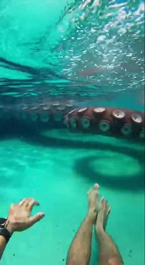 Waterslide into pool full of giant fish #funny #memes