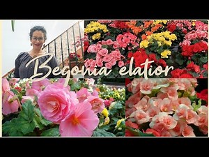 Begonia elatior: curiosities and care - Teresa's plants