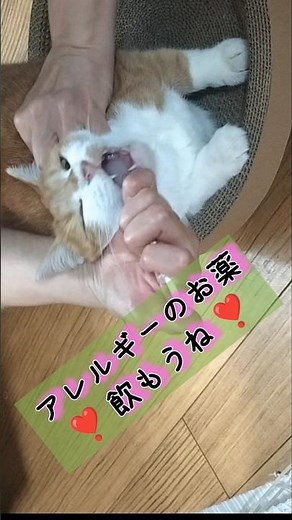 【一生飲む薬】#猫アレルギー #保護猫 #猫多頭飼い