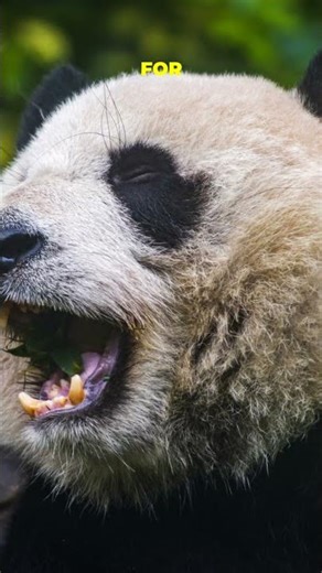 Pandas: The Meat-Eater Inside