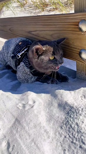 April’s first walk at the beach. She loved seagulls!!! 😺😻 #adventurecats #aprildefloof #travelcats #catonaleash #catatthebeach #catlovers