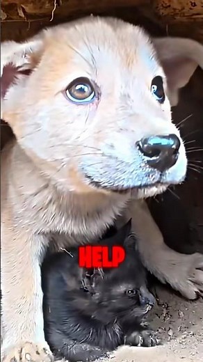 Top 5 Funniest Dog Reactions to Farts