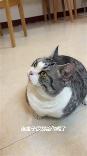 Donkey Kick Head Surprise! + How Fat Cats Are Raised? + Dwarf Cat Fun