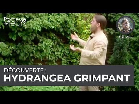 Découverte : l'hydrangea grimpant