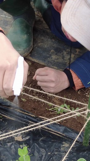 スナップエンドウの病気対策！重曹で改善！#家庭菜園 #農園 #栽培 #農家 #スナップえんどう