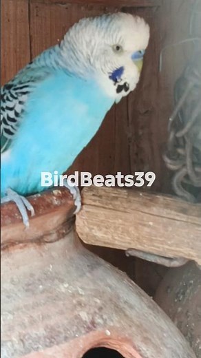 Amazing Budgies Chirping 🐦 | Natural Bird Sounds #budgies #chirping #birdsounds