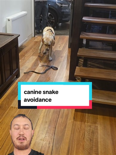 CANINE SNAKE AVOIDANCE TRAINING FOR YOUR DOG Each year around 6000 dogs are bitten by snakes here in Australia. Sadly, many of them are not discovered until it’s too late and they don’t survive.Snakes are never out to hurt your dog, rather they’re travelling through your backyard and the dog will put its nose right against the snake whereby they are most often bitten on the nose. Often, the dogs kill the snake too. There is a way to help prevent this situation so both snakes and dogs can be safe
