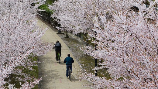 Cherry Blossoms bloom downtown for Sakura Festival in Akron