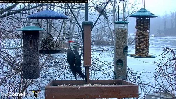 Have you ever seen a Pileated and a Downy Woodpecker side by side? Watch the largest and smallest of the woodpeckers in Sapsucker Woods size one another up in this short clip from a cold, overcast morning on the Cornell Lab FeederWatch Cam. Watch LIVE at AllAboutBirds.org/CornellFeeders | Bird Cams