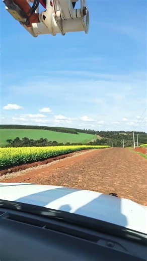 Canola Field