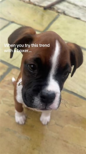 Boxer Puppy Fun and Zoomies Moments