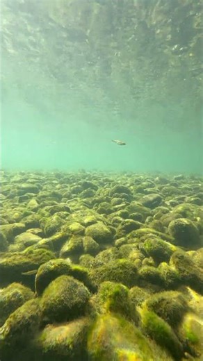 Dive into a crysta-clear river