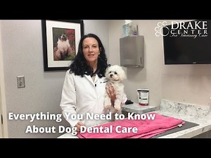 Everything You Need to Know About Dog Dental Care