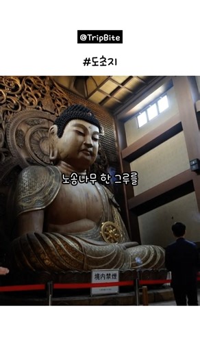 후쿠오카 하카타 '도초지' 1분만에 끝내기! 대불·탑·라멘까지 완벽가이드 🔥 #여행 #일본 #후쿠오카 #하카타