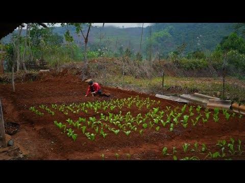 Renovating vacant land for gardening and self-sufficiency in rural areas in Vietnam 🇻🇳 , garden