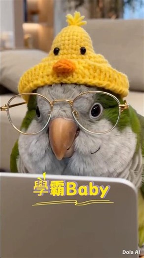 Work Mode! 🦜 The genius of the bird world is online, cuteness overload, this typing speed is fast...