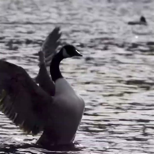 WAIT FOR IT… 💥 Goose EXPLODES Out of the Water! 🪶💧