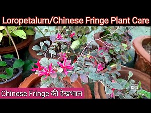 Loropetalum/Chinese Fringe Plant Care | How to Grow and Care Chinese Fringe, Loropetalum की देखभाल