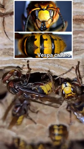 Bret Davis on Instagram: "AGGRESSIVE European Hornet Nest Removal from a client's basement ceiling joists! European Hornets are the only HORNET species in the States ("Bald Faced Yellow Jackets" aren't Hornets ) #fyp #viral #hornetking #viralvideos #foryou #hornet #wasp"