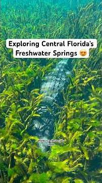 Exploring central Florida’s freshwater springs 🤯 #florida #alligator #manatee #conservation