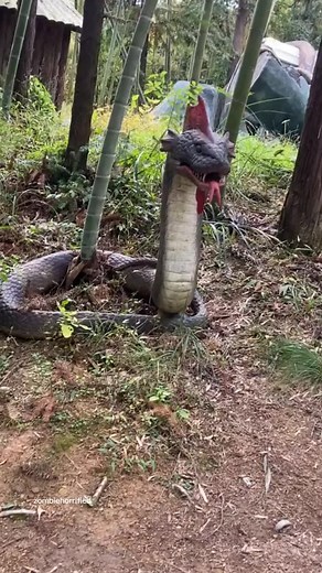 Zombie Horrified on TikTok