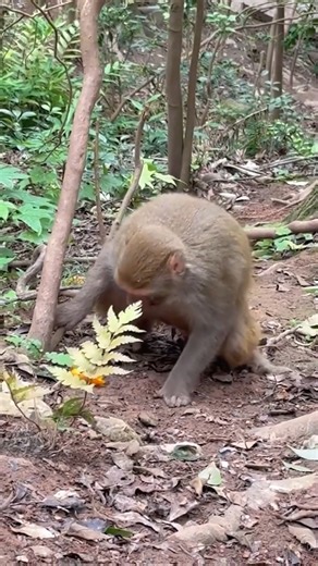 38K views · 408 reactions | The Challenges of Monkey Motherhood: Why Giving Birth Is a Tough Process  #baby #NewsUpdate #monkey #Very #reels #Leo #newborn #cute #milkyway #crying | Monkey history 2024 | Facebook
