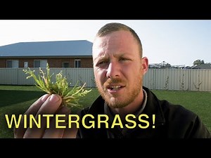 Spraying Out Wintergrass (Poa Annua)