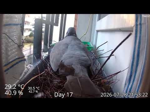 Wood pigeon nesting in planter