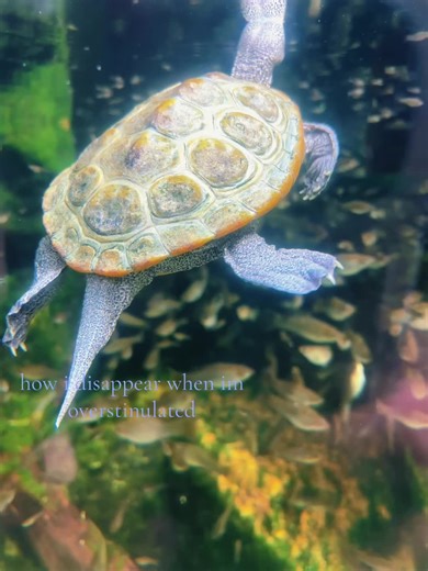 cutie patootie turtle :3 #fyp #fypシ #aquarium #turtle #thatsome