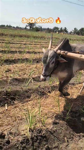 ತಿಂಡಿ ಹೋರಿ 🔥💥😎 #animalfarming #penchulapadubulls #cow #bullfarm #bull #animals #cattlefarming