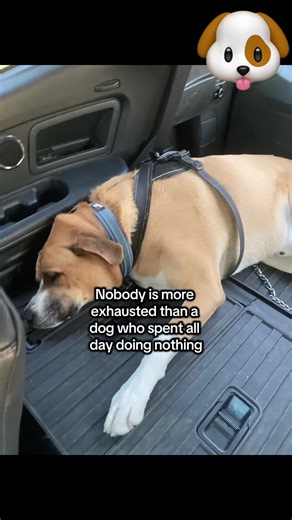 The Exhausting Life of a Lazy Dog