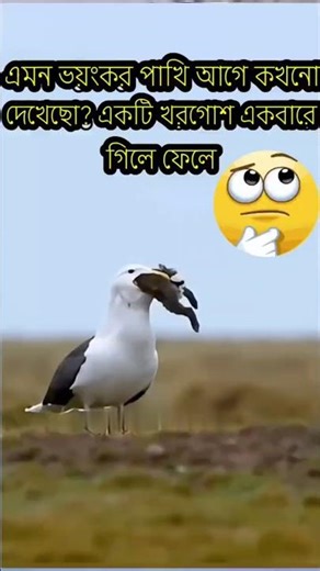 ​এতো পাখি নয় যেন ভয়ংকর এক বাঘ।!#birds #attack #animals #facts #shorts